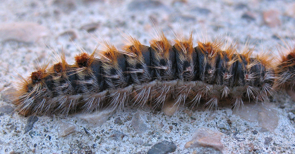 Traumatocampa pityocampa